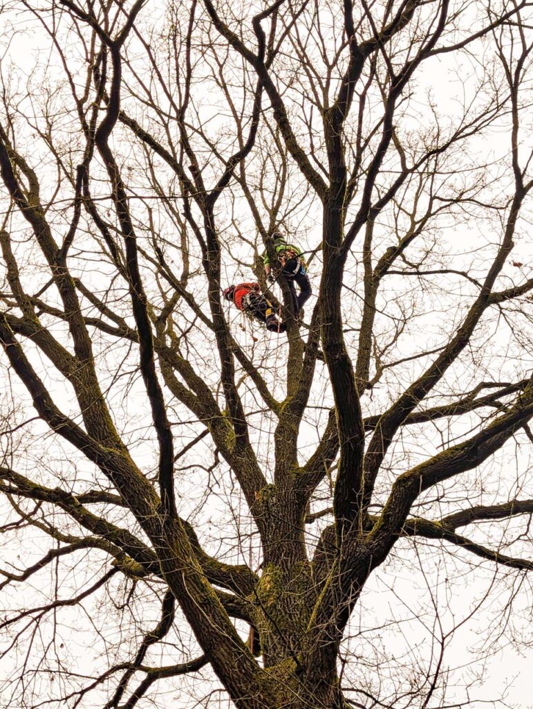 IMG-20250326-WA0008
